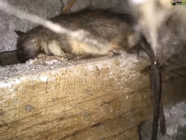 Dead Rat Removal Ellen Grove
